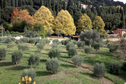 Foto della raccolta delle olive nel parco del Meyer