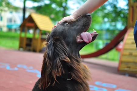 Cane della pet therapy in giardino