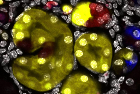 Immagine di cellule rigeneranti viste al microscopio