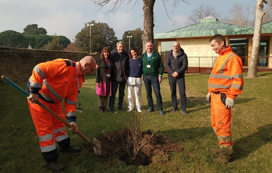 Foto nuovo albero di melograno piantato nel parco Meyer